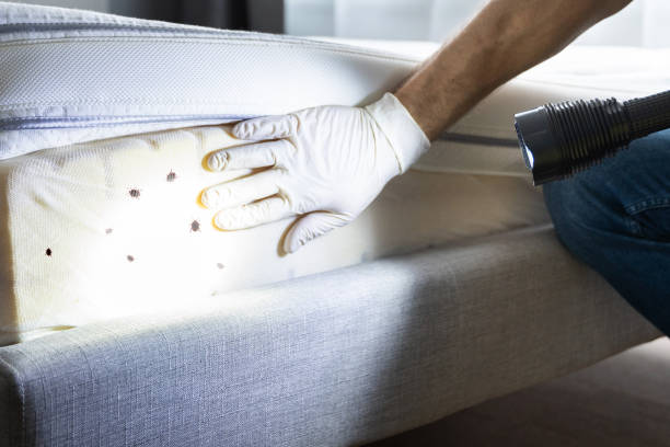 Best Residential Pest Control  in Monsey, NY