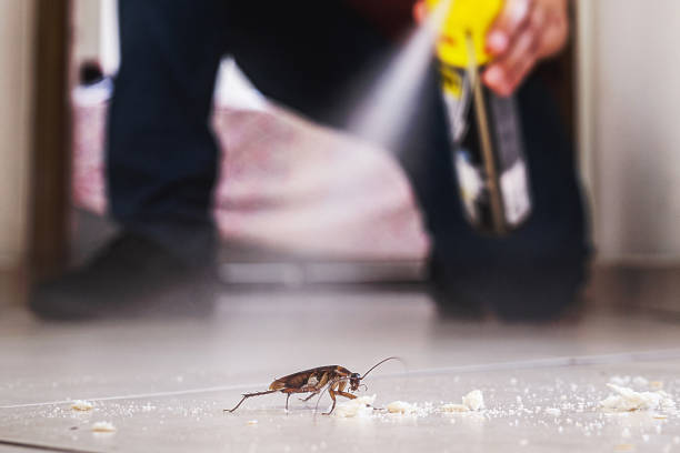 Wasp Removal Services in Monsey, NY