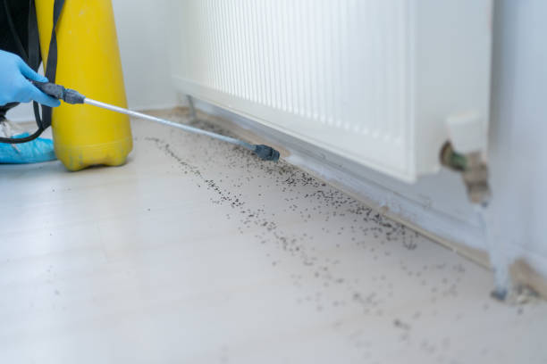 Best Spider Control Near Me  in Monsey, NY